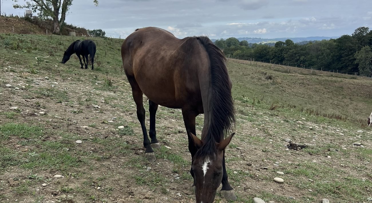 Chevaux au pré la journée, sur les coteaux du domaine de Gan